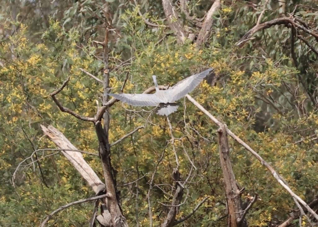Egretta novaehollandiae at Splitters Creek, NSW - 10 Sep 2023