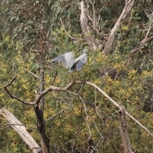 Egretta novaehollandiae at Splitters Creek, NSW - 10 Sep 2023 11:31 AM