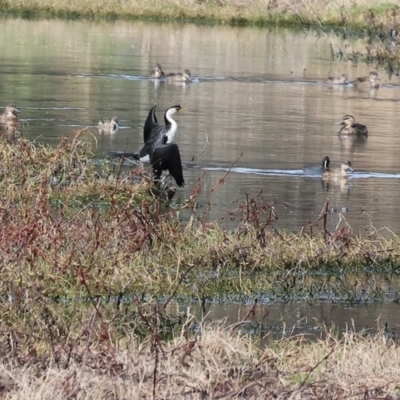 Microcarbo melanoleucos (Little Pied Cormorant) at Wonga Wetlands - 10 Sep 2023 by KylieWaldon