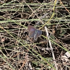 Erina (genus) (A dusky blue butterfly) at Mount Jerrabomberra QP - 15 Sep 2023 by Mavis