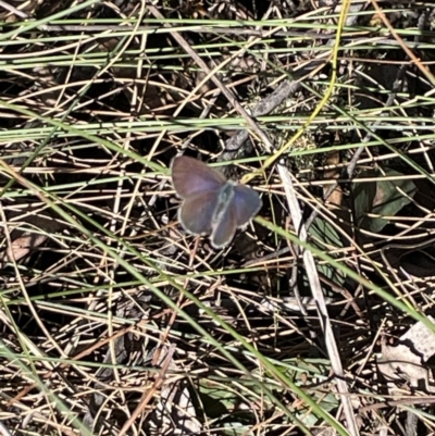 Erina sp. (genus) (A dusky blue butterfly) at Jerrabomberra, NSW - 16 Sep 2023 by Mavis