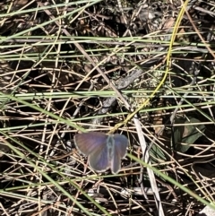 Erina sp. (genus) at Jerrabomberra, NSW - 16 Sep 2023