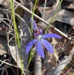 Cyanicula caerulea (Blue Fingers, Blue Fairies) at Jerrabomberra, NSW - 16 Sep 2023 by Mavis