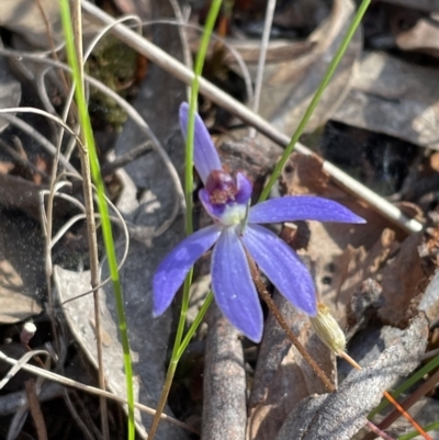 Cyanicula caerulea (Blue Fingers, Blue Fairies) at Jerrabomberra, NSW - 16 Sep 2023 by Mavis