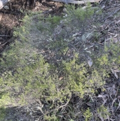 Monotoca scoparia (Broom Heath) at Jerrabomberra, NSW - 16 Sep 2023 by Mavis