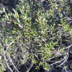 Monotoca scoparia at Jerrabomberra, NSW - 16 Sep 2023