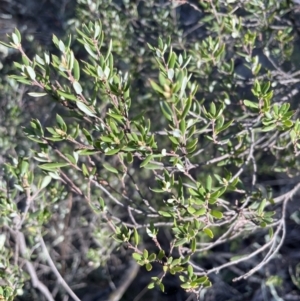 Monotoca scoparia at Jerrabomberra, NSW - 16 Sep 2023