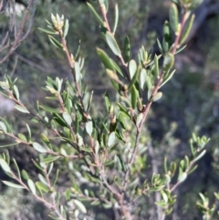 Monotoca scoparia at Jerrabomberra, NSW - 16 Sep 2023 08:56 AM