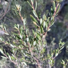 Monotoca scoparia at Jerrabomberra, NSW - 16 Sep 2023