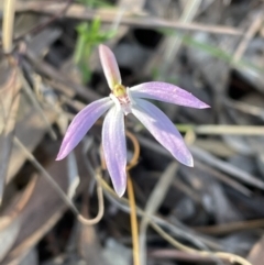 Caladenia fuscata (Dusky Fingers) at Mount Jerrabomberra QP - 15 Sep 2023 by Mavis