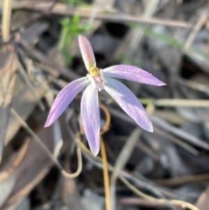 Caladenia fuscata at Jerrabomberra, NSW - suppressed