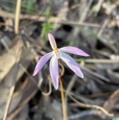 Caladenia fuscata at Jerrabomberra, NSW - 16 Sep 2023