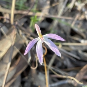 Caladenia fuscata at Jerrabomberra, NSW - 16 Sep 2023