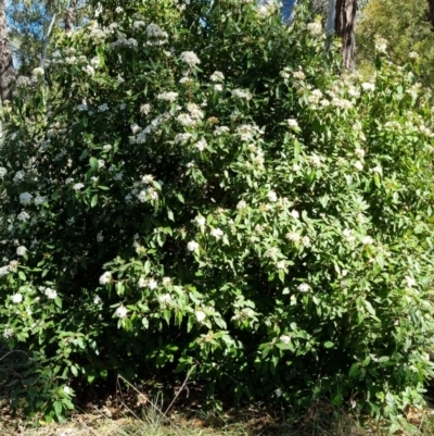 Viburnum tinus (Laurustinus) at Bruce Ridge to Gossan Hill - 15 Sep 2023 by jpittock