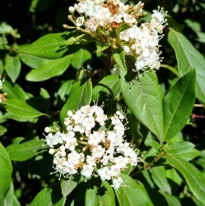 Viburnum tinus at Bruce, ACT - 16 Sep 2023 09:32 AM