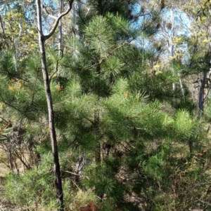 Pinus radiata at Bruce, ACT - 16 Sep 2023