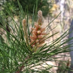 Pinus radiata at Bruce, ACT - 16 Sep 2023