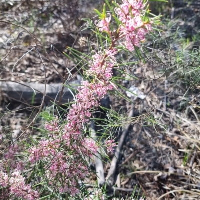 Hakea decurrens subsp. decurrens (Bushy Needlewood) at Bruce, ACT - 15 Sep 2023 by jpittock