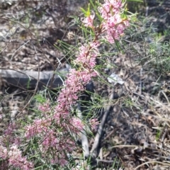 Hakea decurrens subsp. decurrens (Bushy Needlewood) at Bruce Ridge - 15 Sep 2023 by jpittock