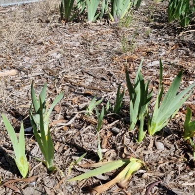 Iris germanica (Tall Bearded Iris) at Bruce, ACT - 15 Sep 2023 by jpittock