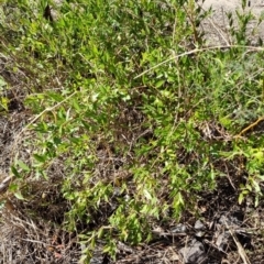 Billardiera heterophylla (Western Australian Bluebell Creeper) at Bruce, ACT - 15 Sep 2023 by jpittock