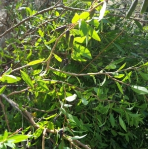 Billardiera heterophylla at Bruce, ACT - 16 Sep 2023