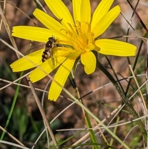 Microseris walteri at Gundaroo, NSW - 16 Sep 2023