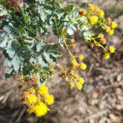 Acacia baileyana (Cootamundra Wattle, Golden Mimosa) at Bruce, ACT - 16 Sep 2023 by jpittock