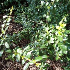 Pyracantha fortuneana (Firethorn) at Bruce Ridge to Gossan Hill - 15 Sep 2023 by jpittock