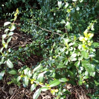 Pyracantha fortuneana (Firethorn) at Bruce Ridge to Gossan Hill - 15 Sep 2023 by jpittock