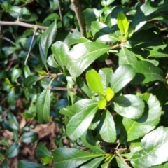 Pyracantha fortuneana at Bruce, ACT - 16 Sep 2023