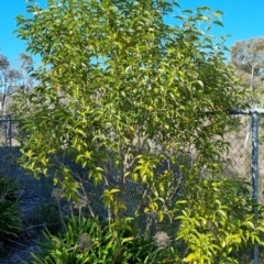 Ligustrum lucidum (Large-leaved Privet) at Bruce, ACT - 16 Sep 2023 by jpittock