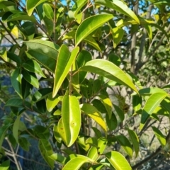 Ligustrum lucidum at Bruce, ACT - 16 Sep 2023