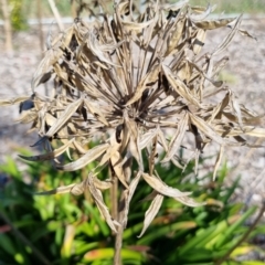 Agapanthus praecox subsp. orientalis at Bruce, ACT - 16 Sep 2023