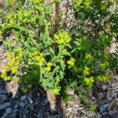 Euphorbia oblongata (Egg-leaf Spurge) at Bruce, ACT - 16 Sep 2023 by jpittock