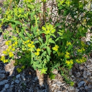 Euphorbia oblongata at Bruce, ACT - 16 Sep 2023
