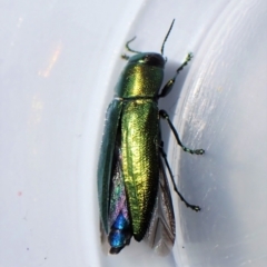 Melobasis obscurella (Obscurella jewel beetle) at Mount Painter - 10 Sep 2023 by CathB