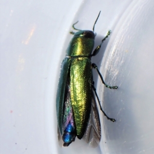 Melobasis obscurella at Belconnen, ACT - 10 Sep 2023