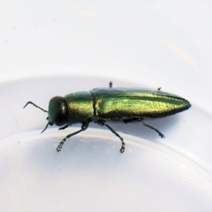 Melobasis obscurella at Belconnen, ACT - 10 Sep 2023