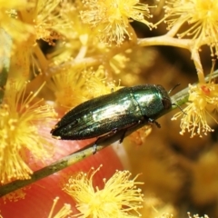 Melobasis obscurella at Belconnen, ACT - 10 Sep 2023