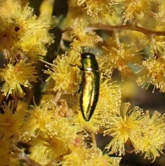 Melobasis obscurella at Belconnen, ACT - 10 Sep 2023
