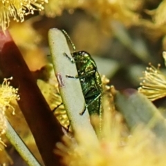 Melobasis obscurella at Belconnen, ACT - 10 Sep 2023