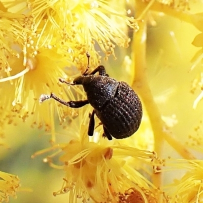 Unidentified Weevil (Curculionoidea) at Mount Painter - 10 Sep 2023 by CathB