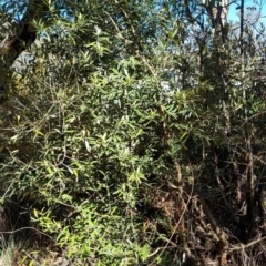 Olea europaea subsp. cuspidata (African Olive) at Bruce, ACT - 16 Sep 2023 by jpittock