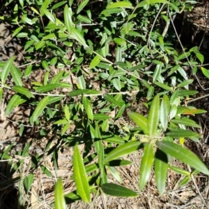 Olea europaea subsp. cuspidata at Bruce, ACT - 16 Sep 2023 10:24 AM