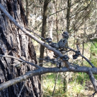 Callitris endlicheri (Black Cypress Pine) at Bruce, ACT - 16 Sep 2023 by jpittock