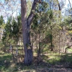 Callitris endlicheri at Bruce, ACT - 16 Sep 2023 10:16 AM