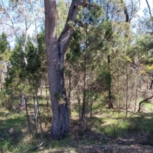 Callitris endlicheri at Bruce, ACT - 16 Sep 2023 10:16 AM