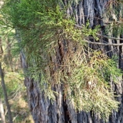 Callitris endlicheri at Bruce, ACT - 16 Sep 2023 10:16 AM