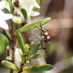 Empididae sp. (family) (Dance fly) at Belconnen, ACT - 10 Sep 2023 by CathB